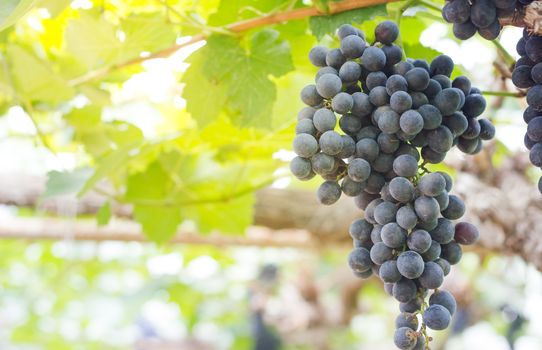 A bunch of beautiful grapes and morning lighting at the farm.