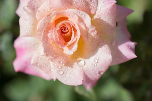 Beautiful colorful Rose with water drops on it