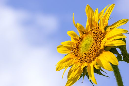 Sunflower in the hot sunlight on blue sky background. Suitable for backgrounds, articles about nature.