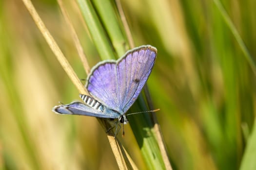 Closeup little butterfly on the grass and green environment background. Among the meadows in the morning light.