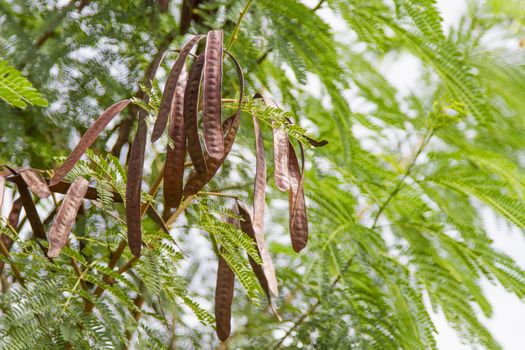  Brown leucaena on a green tree