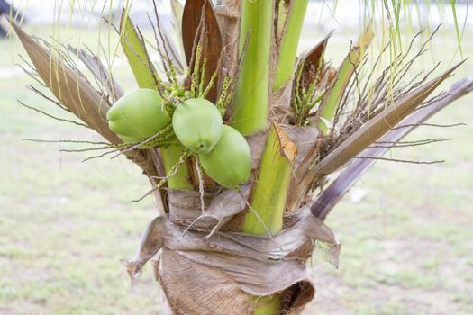Coconuts are on the tree, young coconut.