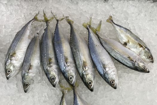 Mackerel on ice for cooking