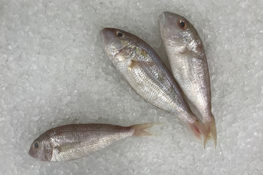 Ornate threadfin bream fish in the ice for cooking.