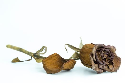 Closeup withered red rose on white background. The concept of disappointment about love or broken heart.