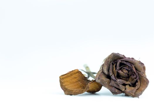 Closeup withered red rose on white background. The concept of disappointment about love or broken heart.