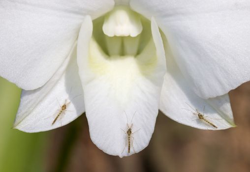 Closeup Three mosquitoes on white orchid petals in the tropical jungle among deep forest.