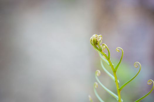 Closeup Crested fern in the tropical jungle among deep forest. Copy space on nature background.