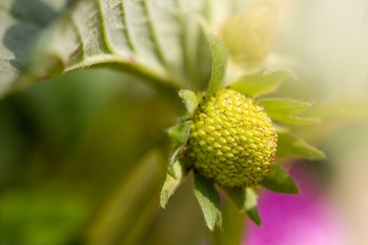 Closeup young fresh strawberry is covered with leaves and morning lighting in the garden.