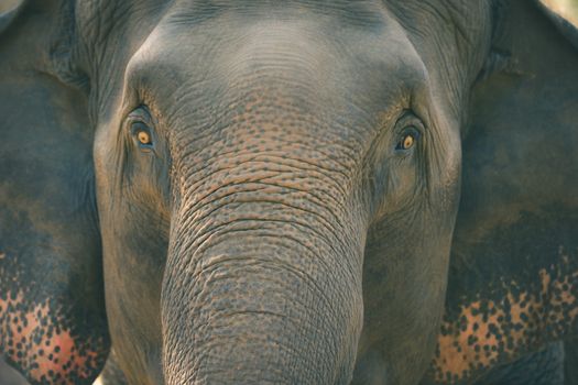 Old elephant in the forest. Closeup front of Asian elephants face.