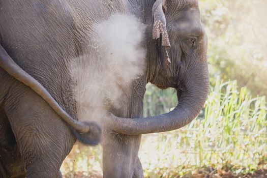 Asian elephant in the forest, He using a turkey sprayed dust on himself.