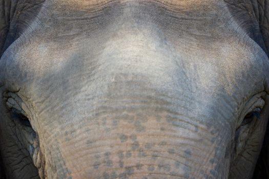 Old elephant in the forest. Closeup front of Asian elephants face.