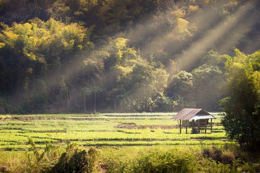 Cottage in soybean garden among the mountains and surrounded by forests, Morning light in summer. The concept of seclusion is truly blissful. Copy spaces for text.