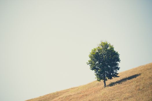 Trees in open space and the sky. The concept of seclusion is truly blissful. Copy spaces for text.