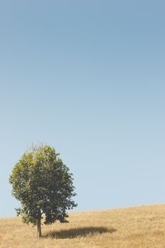 Trees in open space and the sky. The concept of seclusion is truly blissful. Copy spaces for text.