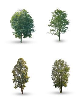 Set of tree on white background with clipping path. Can be used to decorate your website, article or card to enhance the beauty of your work.