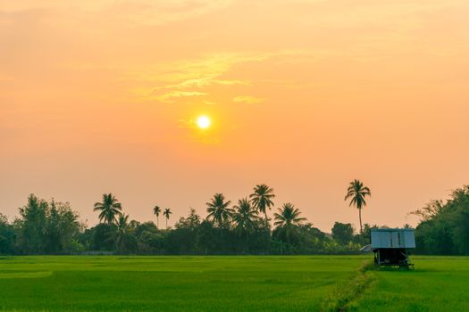 A lonely cottage in the middle of the rice field and the evening sunlight. The concept of peace and happiness.