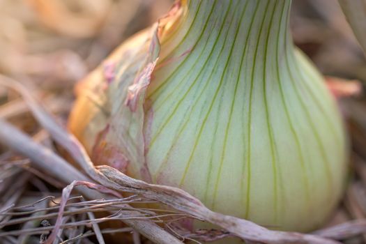 Closeup Onions in the soil on the organic farm. Copy space for text or article.