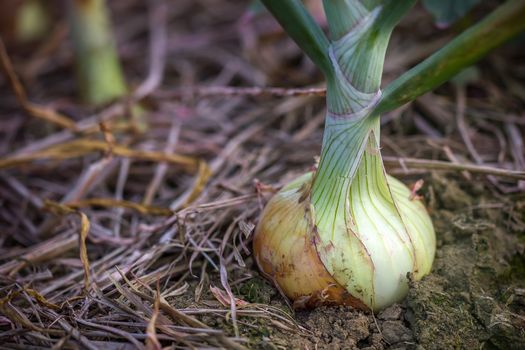 Closeup Onions in the soil on the organic farm. Copy space for text or article.