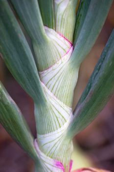 Closeup Organically grown onions tree in the farm. Suitable for use in agriculture articles.