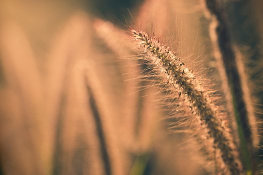 Poaceae grass flower with sunlight in the morning. Copy space for text or article.