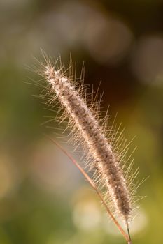 background, grass, bokeh, beautiful, flower, color, poaceae, sun, nature, blur, green, natural, bright, field, sunlight, summer, closeup, outdoor, meadow, beauty, season, morning, plant, landscape, plants, yellow, fresh, warm, rim, light