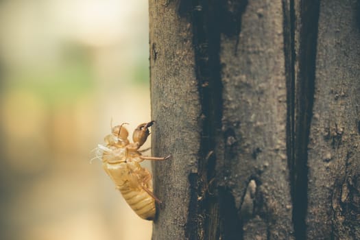 Moult of Cicada attach on a large tree bark in the forest. The concept of death or reincarnation of life.