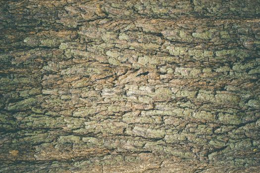 Texture of old big tree bark in deep forest. Suitable for articles background about natural or furniture.