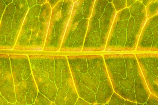 Closeup texture of green leaves. Suitable for use in the background of natural articles.