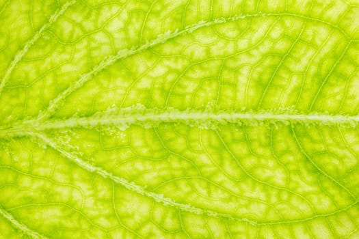 Closeup texture of green leaves. Suitable for use in the background of natural articles.