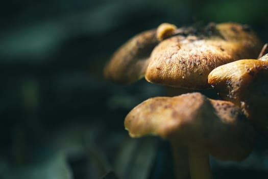 Sunlight shines on the mushrooms in the deep rainforest.