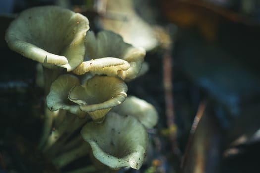 Sunlight shines on the mushrooms in the deep rainforest.