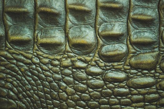 Closeup texture of Crocodile leather skin. Suitable for use in the background of leather fashion or animal conservation articles.