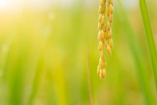 Closeup rice seed in rice fields and morning light. Concept of agriculture or rainy season.