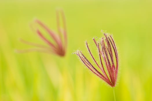 Closeup swollen finger grass in green nature background. Concept of nature or rainy season.