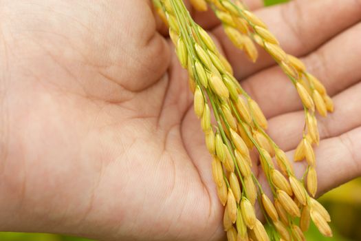 Rice seed in hand at paddy farm in the morning. Concept of agriculture or organic farms.