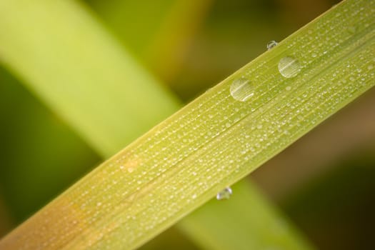 Closeup dew on the rice leaves in rice fields. Concept of agriculture or rainy season.