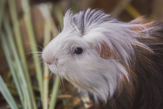 Closeup  cute guinea pig head in the lawn.