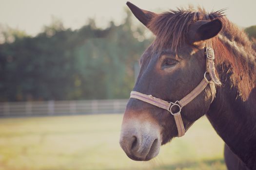 Closeup of mule face in the farm and sunshine in the evening. Concept of livestock. Copy space for text.