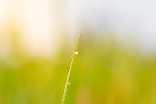 Dew on the top of the rice leaf in natural green background. Concept of agriculture or rainy season.