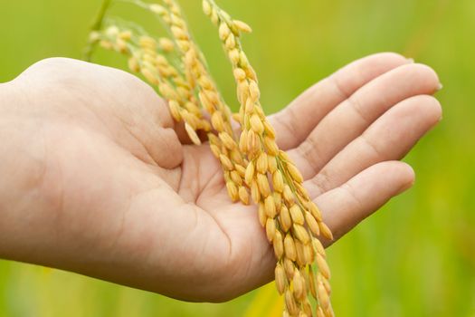 Closeup hand hold rice seed in rice fields and morning light. Concept of agriculture or harvest season.