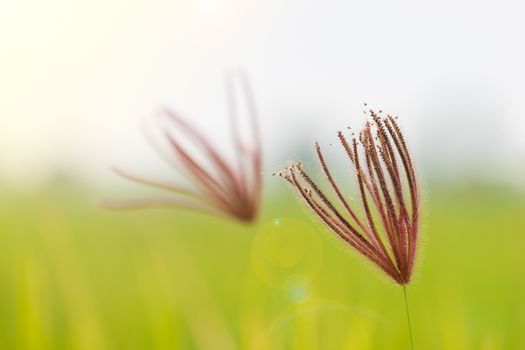 Closeup swollen finger grass in green nature background. Concept of nature or rainy season.