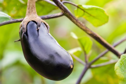 Eggplant is on the tree and has a leaf in the background. Concept of agriculture or organic farms.