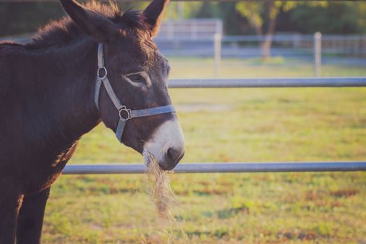 Closeup mule chewing grass in the farm and sunshine in the evening. Concept of livestock. Copy space for text.