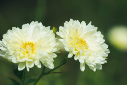 Closeup white chrysanthemum flowers with yellow pollen and morning sunlight in organic garden.