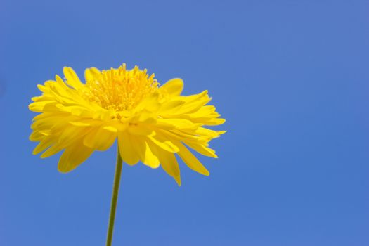Closeup single yellow chrysanthemum flower in the blue background of the sky.