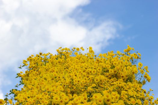 Yellow chrysanthemum field in the white clouds and blue sky  background.