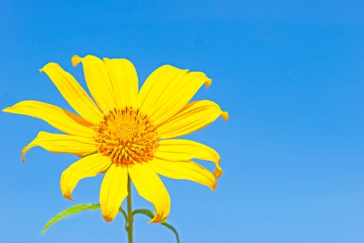 Closeup single yellow Tree Marigold or Maxican Sunflower in the blue background of the sky.