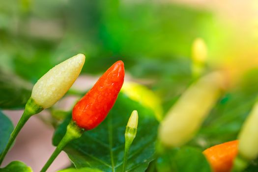 Fresh Chili peppers and water drops on the tree in organic farm and morning sunlight.