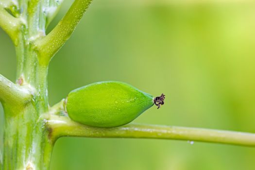 Small papaya is wet with a drop of water on the tree in organic farm and morning sunlight.